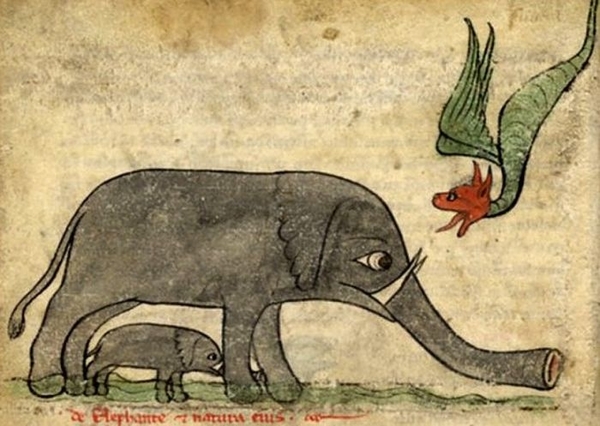Elephant picture 1